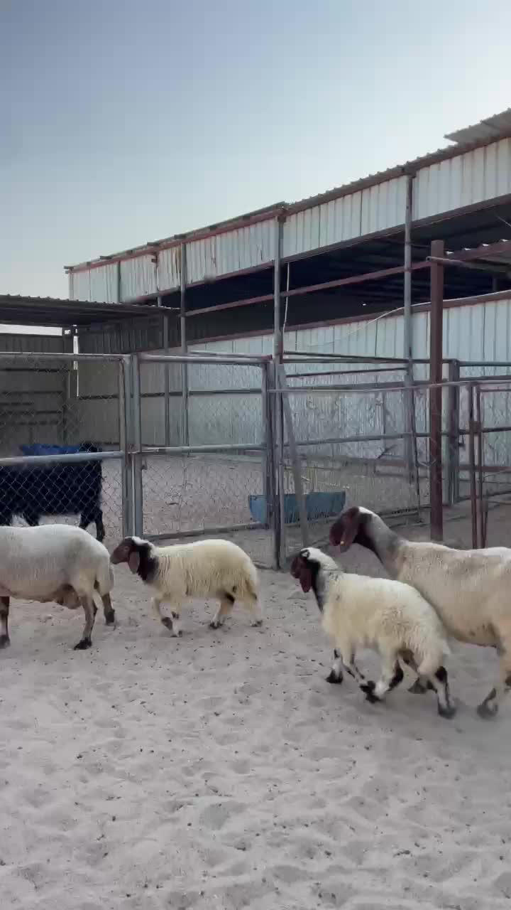 رغايث سوريه طيبه  - 1