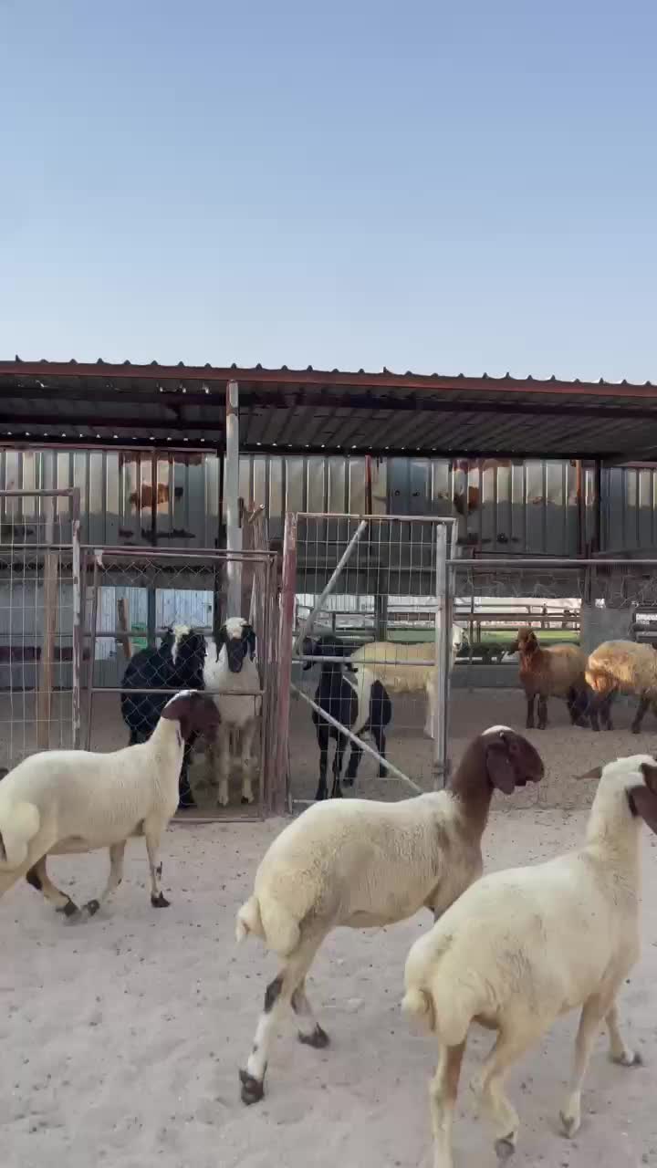 رخال سوريه فل - 1