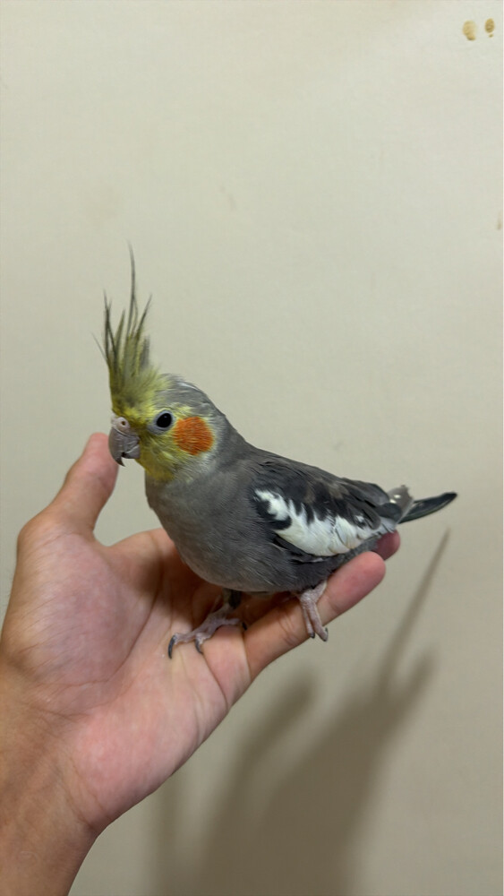 handtamed bird  - 1