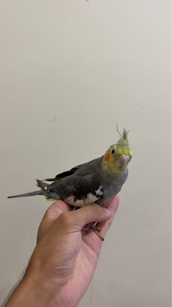 handtamed bird  - 2