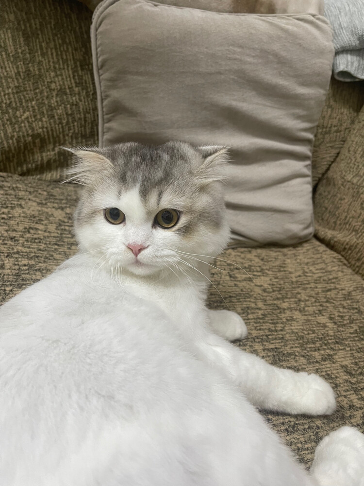 Leo - 3