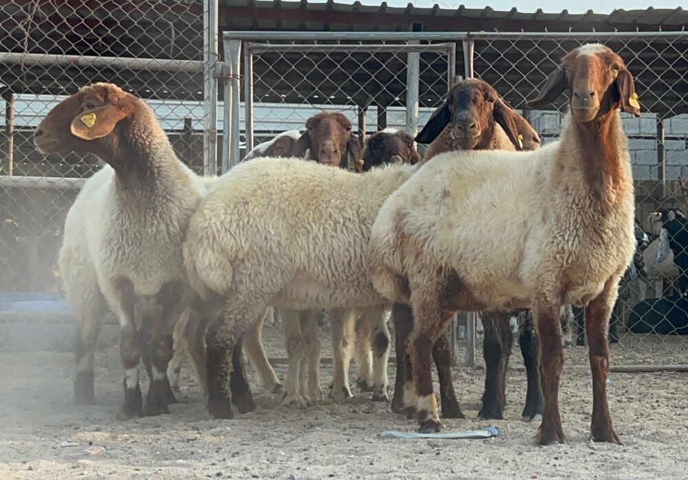 رخال سوريه - 5