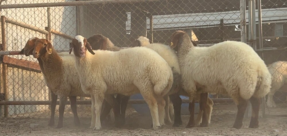 رخال سوريه - 1