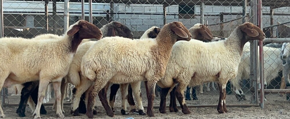 رخال سوريه - 3