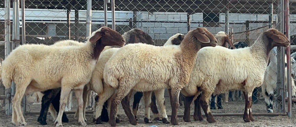 رخال سوريه - 2