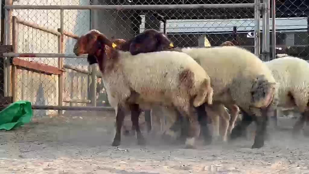 رخال سوريه - 6