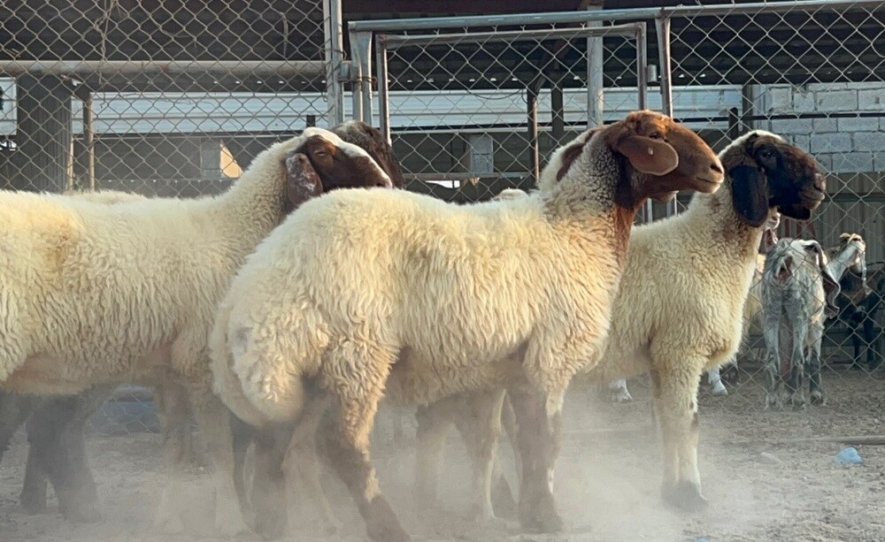 رخال سوريه - 4