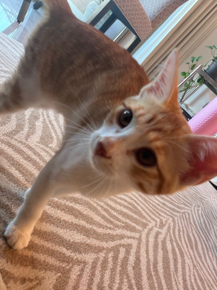 cat to give - 3