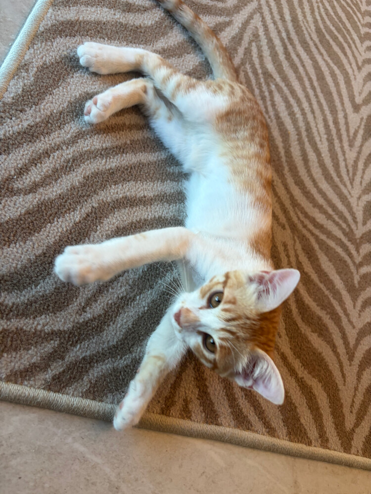 cat to give - 4