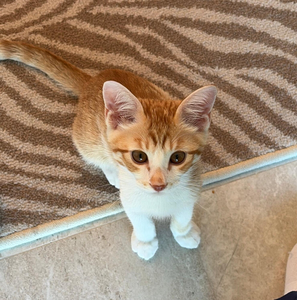 cat to give - 2