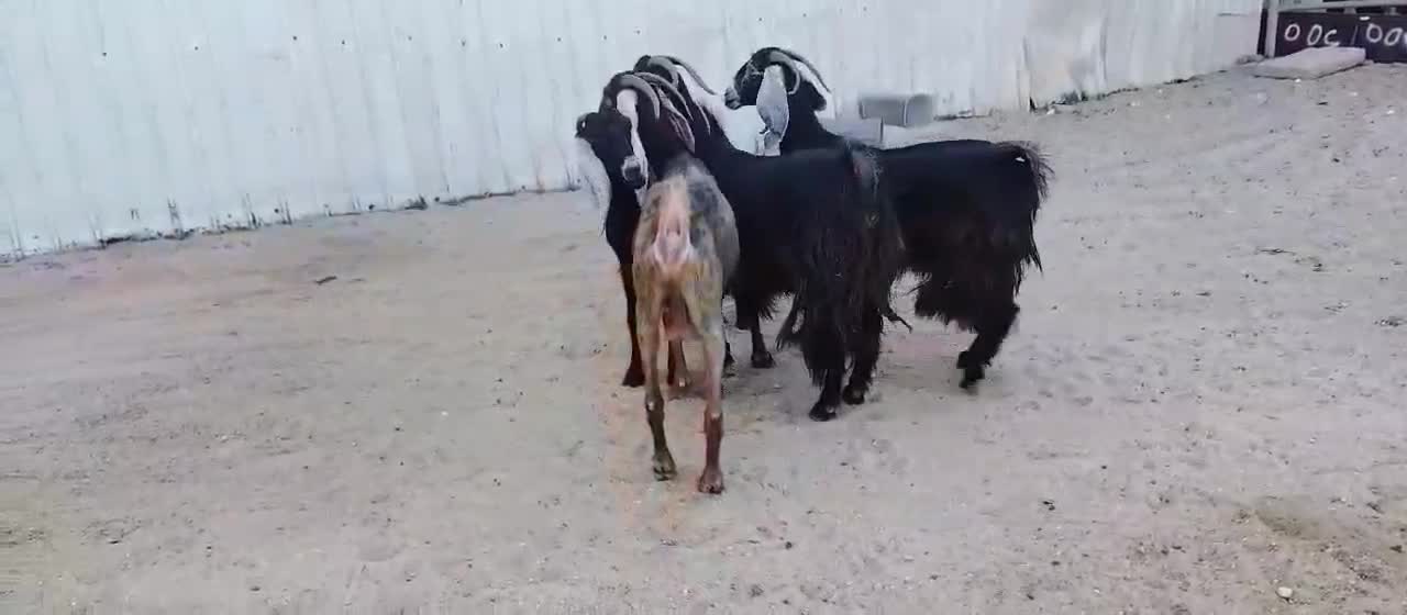 للبيع معزه عوارض طيبه - 1