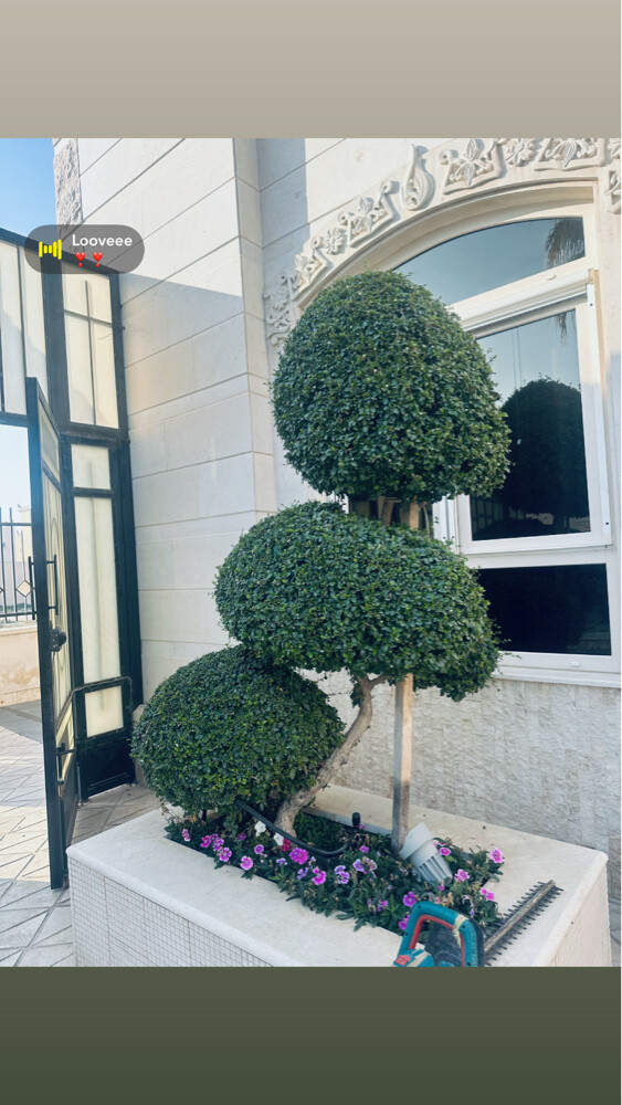 Ayman - 20