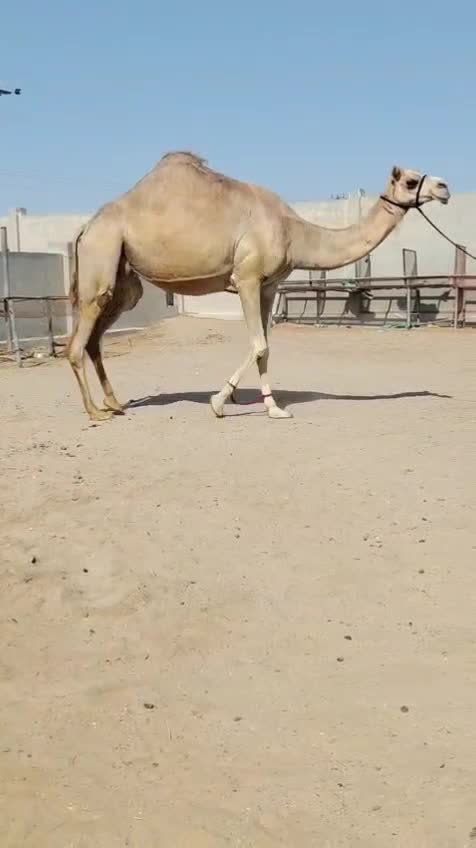 مهجنه - 1