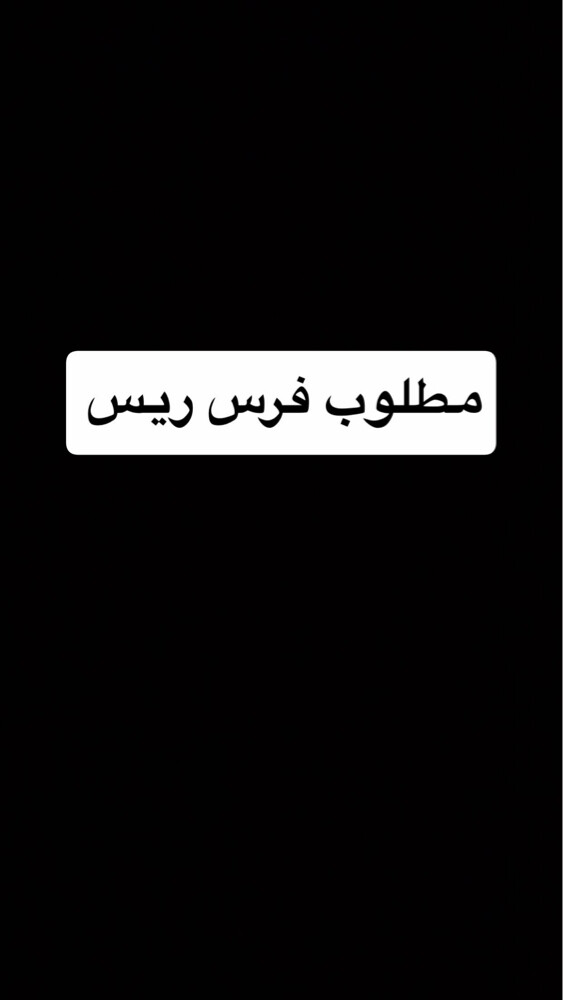 مطلوب فرس ريس مع جواز - 1