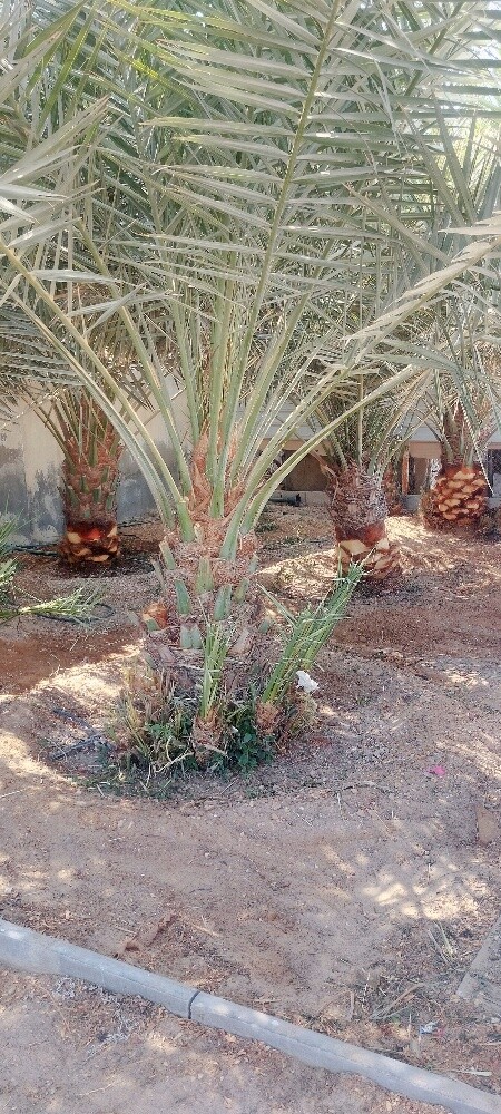 البلوشی - 4