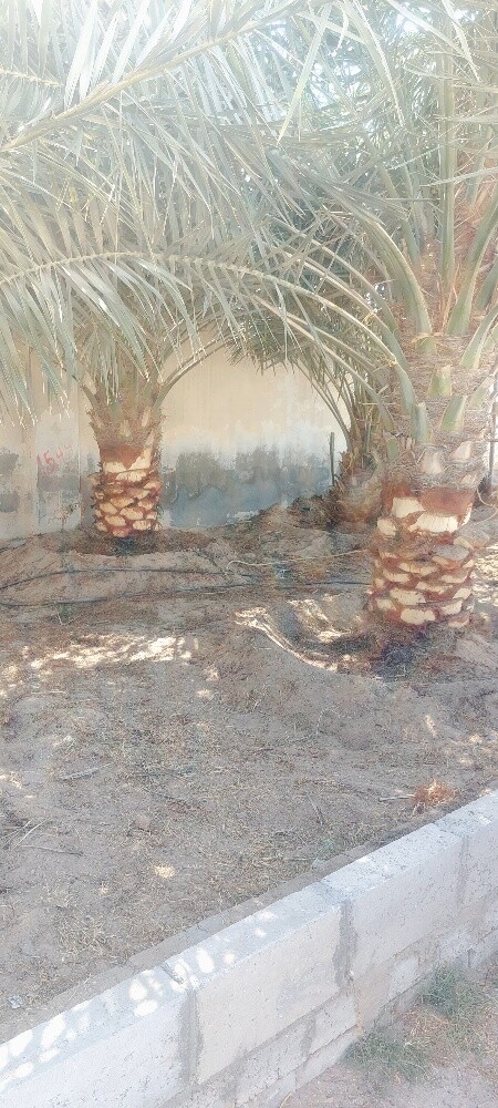 البلوشی - 2