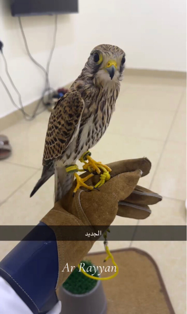 شرياص مربب - 1