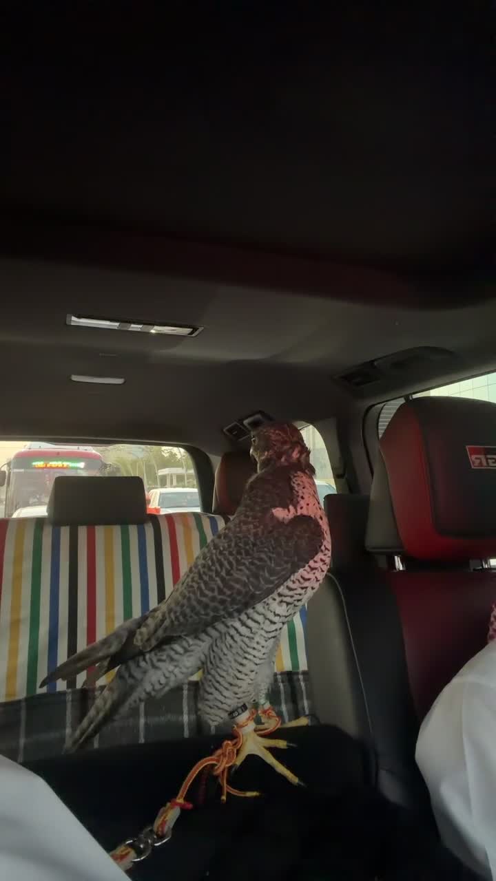 جير تبع - 5