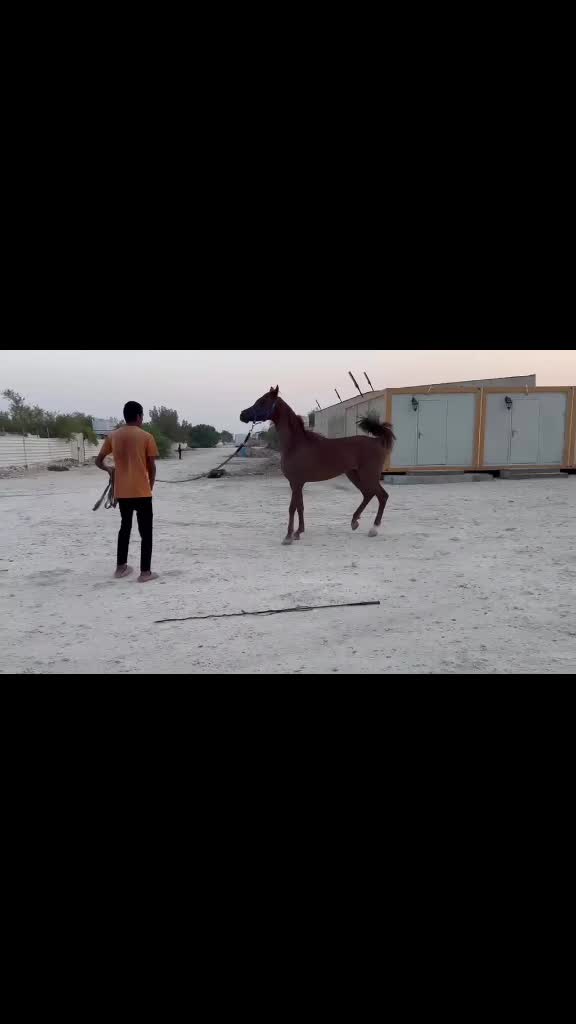 حصان جمال للبيع ، ركوبه حار  - 2