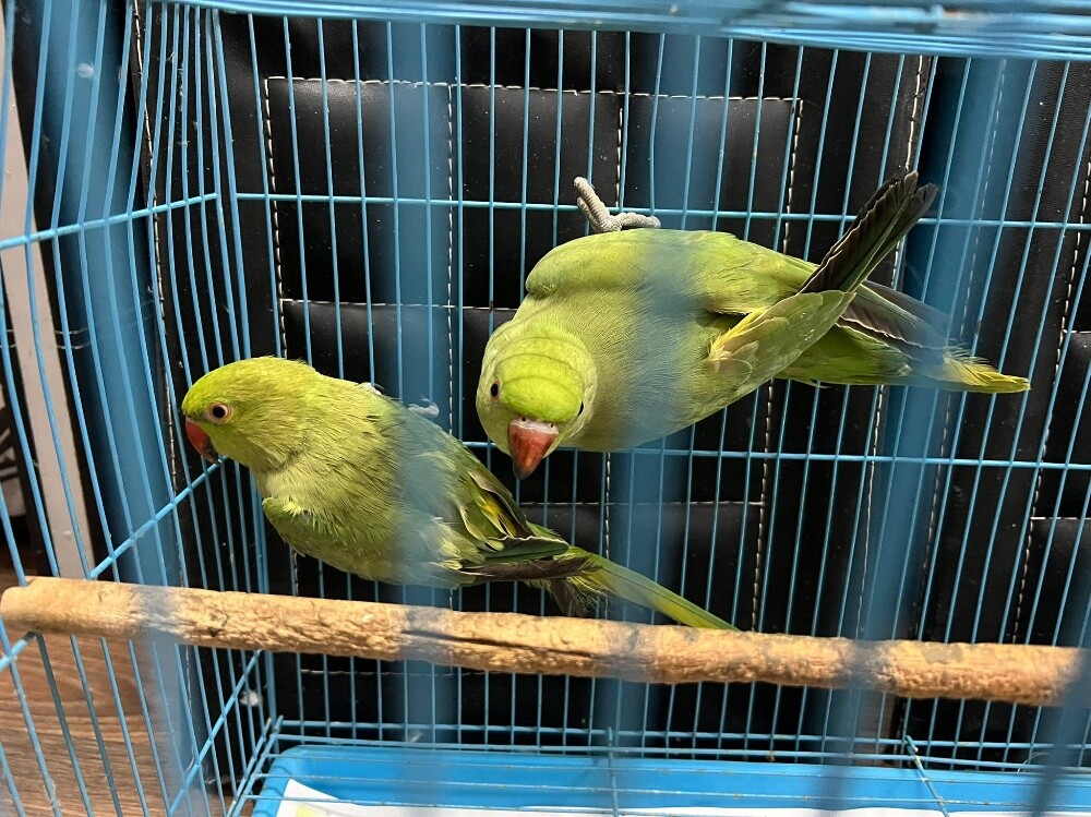 green parrots - 2