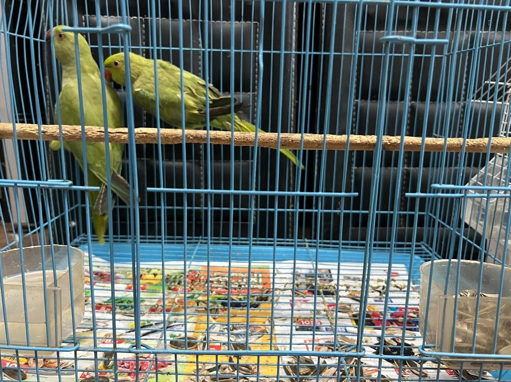 green parrots - 4