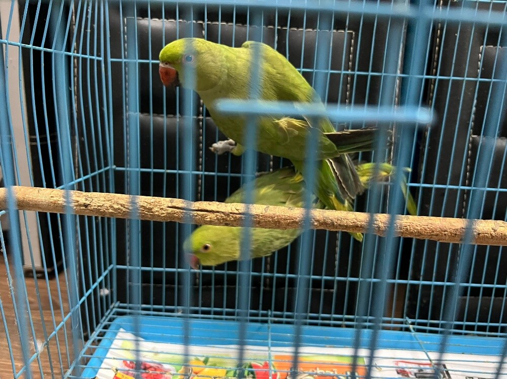 green parrots - 3
