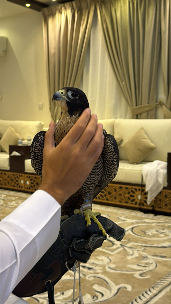 شاهين من شاهين - 2