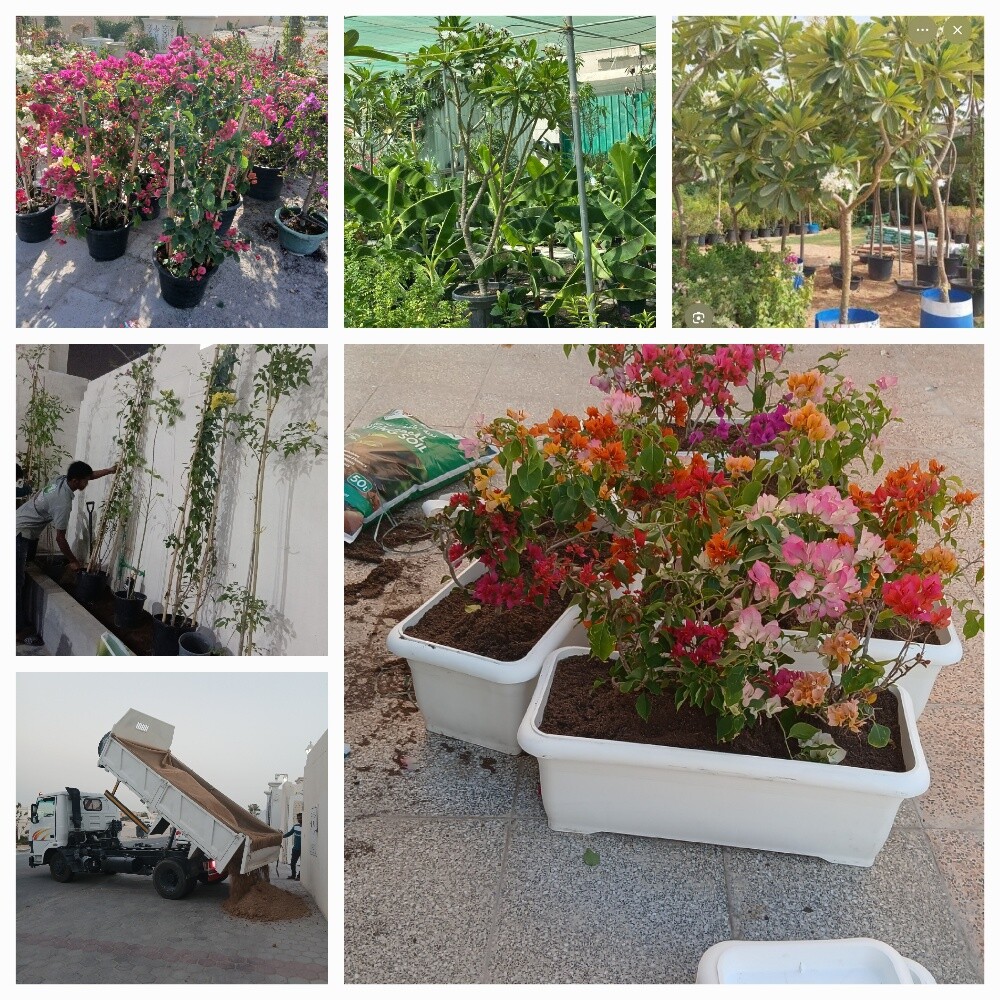Garden new landscape - 5