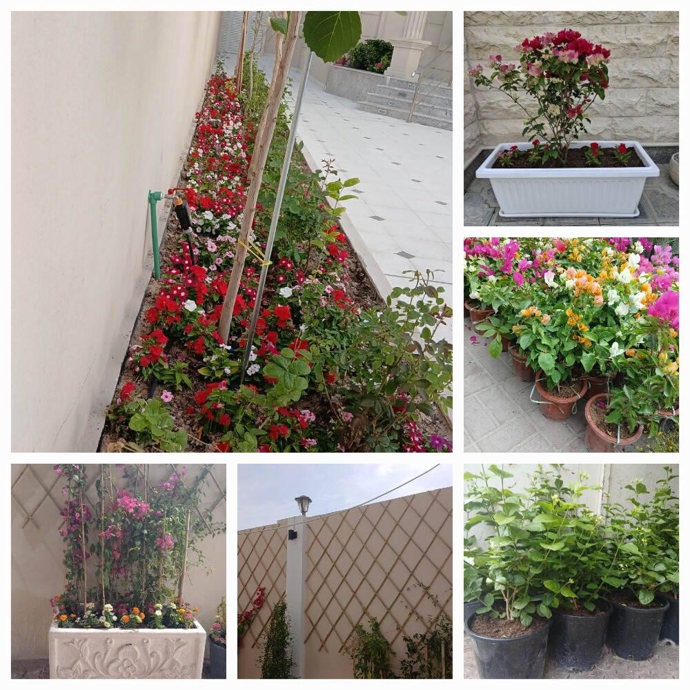 Garden new landscape - 9