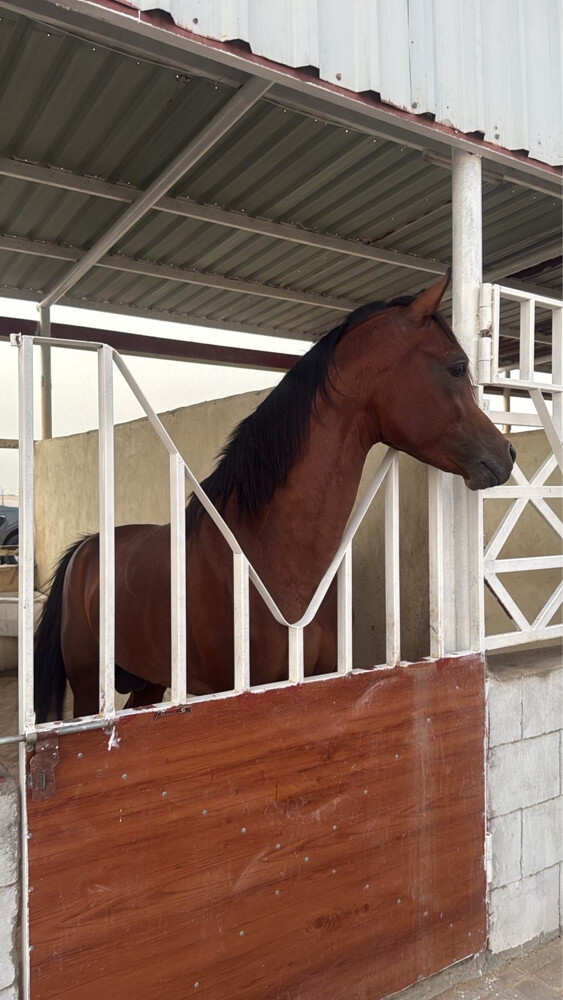 ايواء خيل مجمع ابو نخله - 1