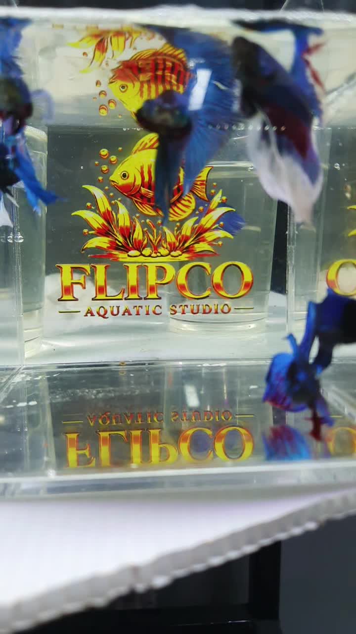 Betta fish - 1