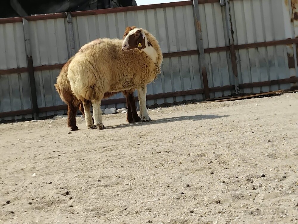 للبيع شويهات سوريه دفيع شرط سونار - 1