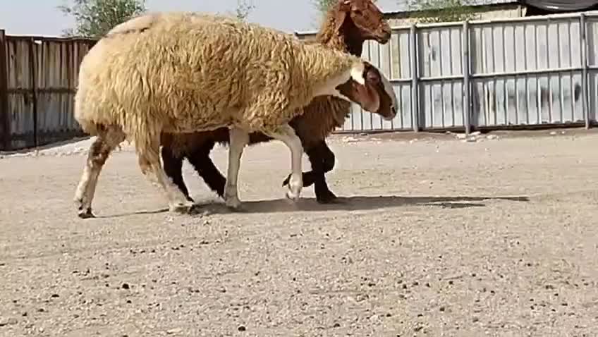 للبيع شويهات سوريه دفيع شرط سونار - 5