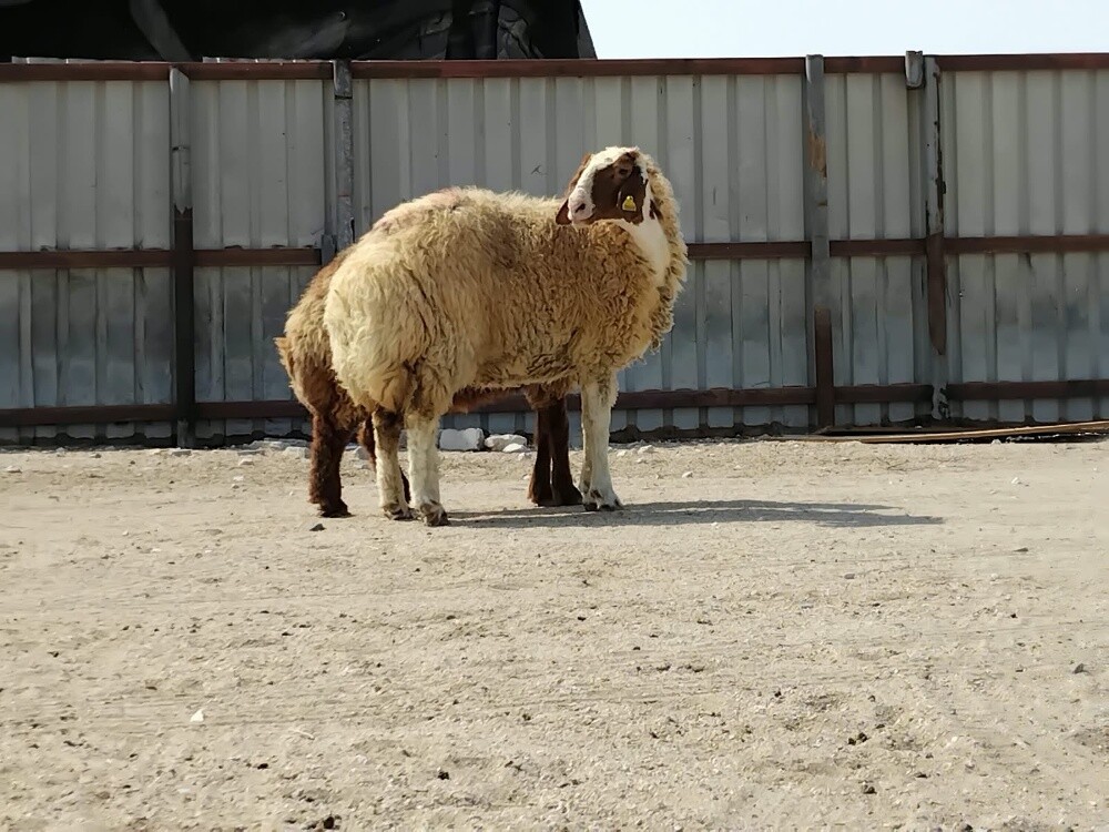 للبيع شويهات سوريه دفيع شرط سونار - 2