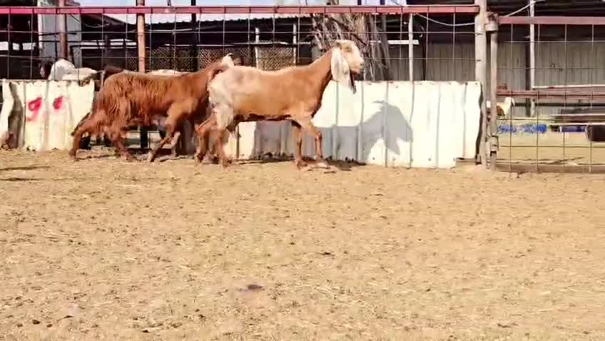 للبيع  معزه عوارض حمر طيبه - 1