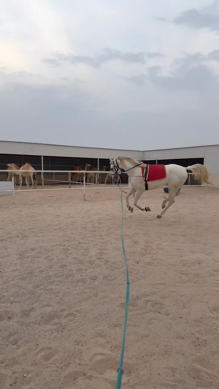 عسافة وترويض الخيل مجمع ابو نخلة - 1