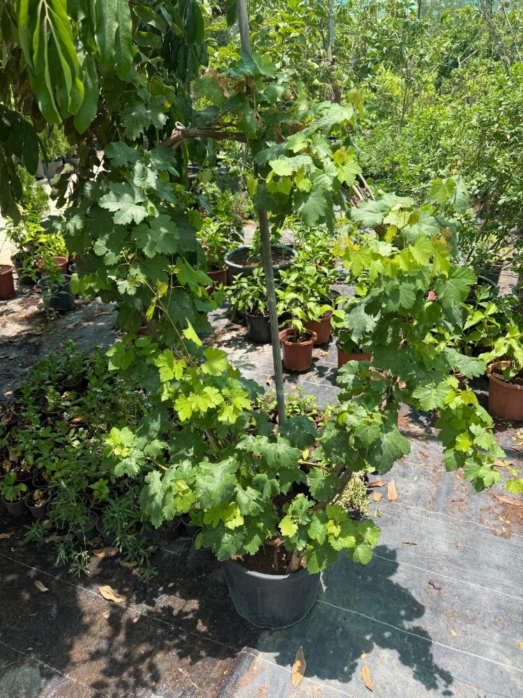 Garden  and new agriculture - 24