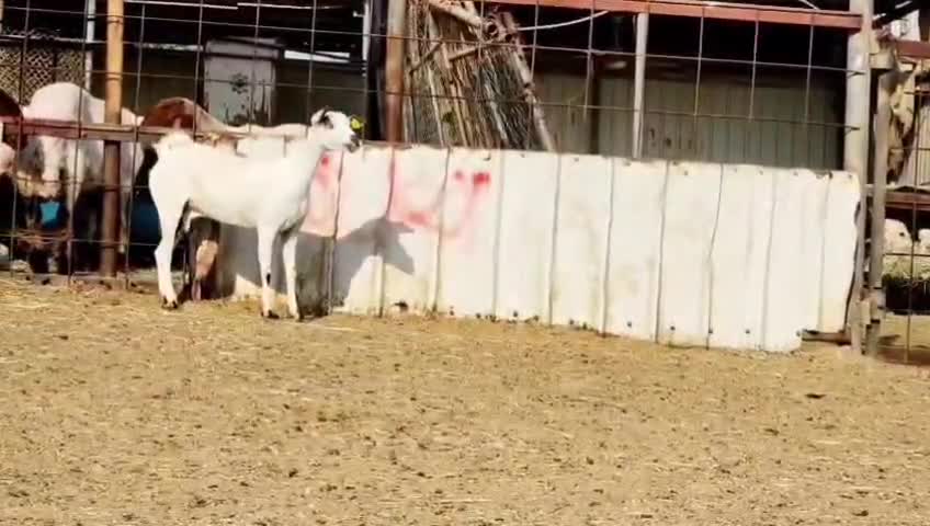 عنز عمانيه بيشيه بكر ثنية دفيع - 3