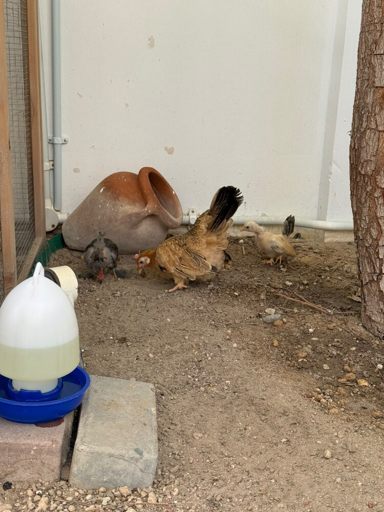 دجاجة جبانيز مع فروخها - 1