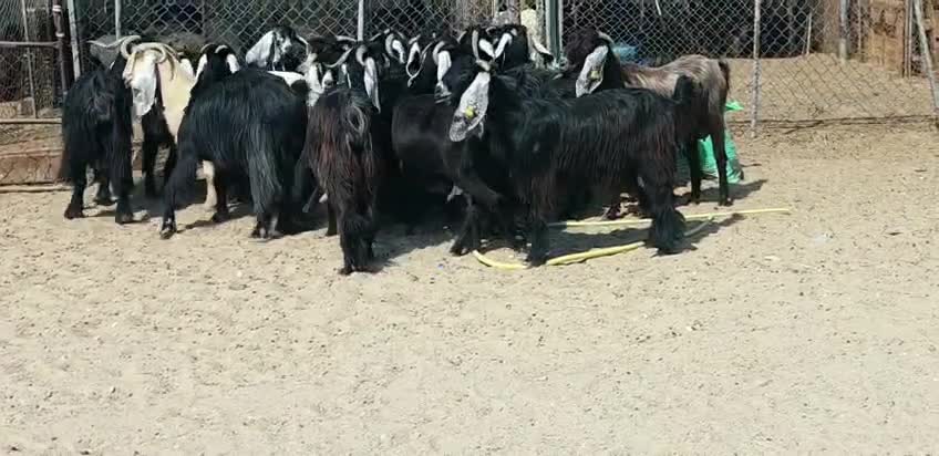 للبيع معزه عوارض طيب - 5