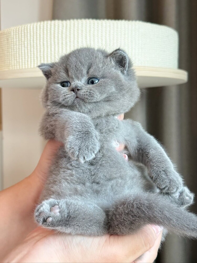 British short hair kittens for sale - 2