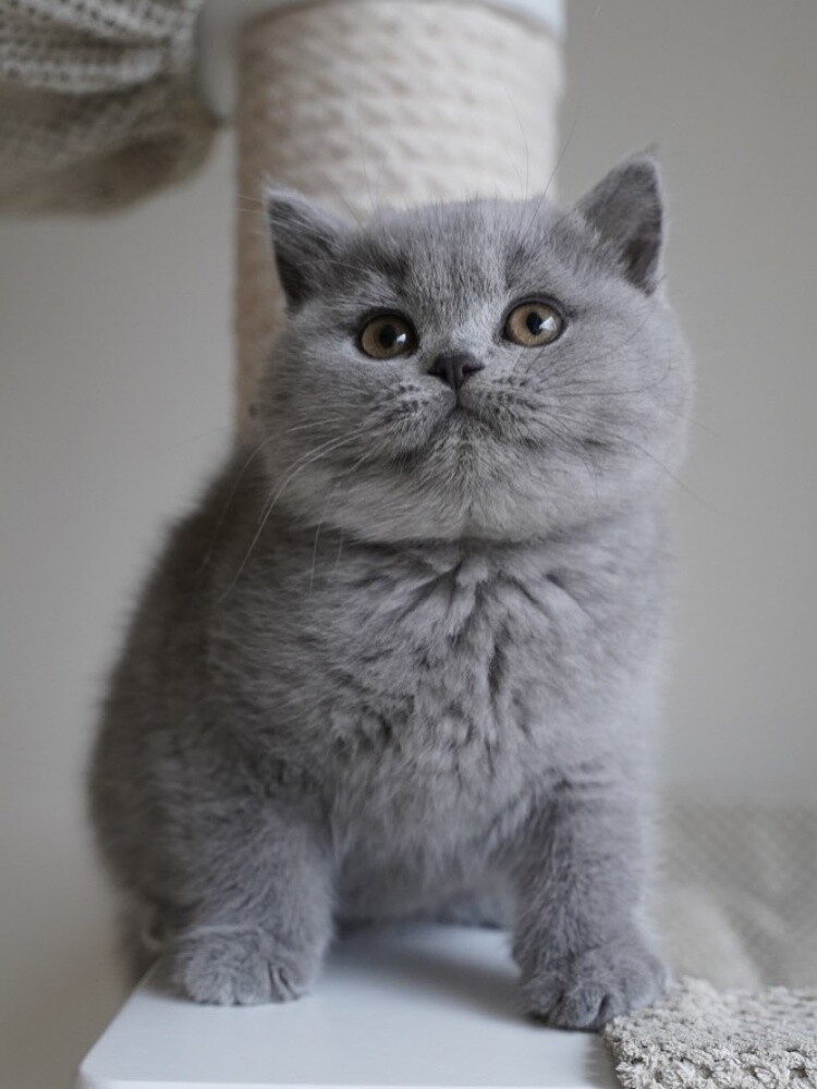 British short hair kittens for sale - 1