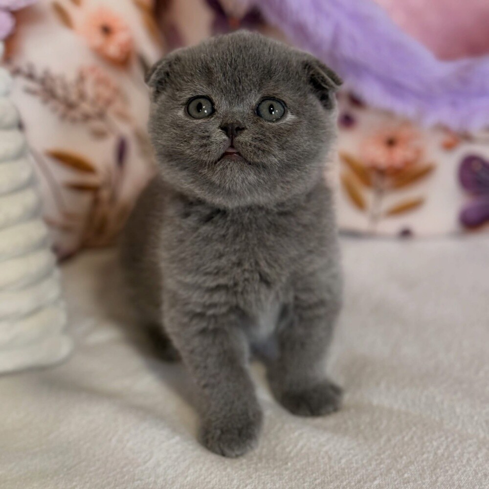Scottish Fold kitten. - 2
