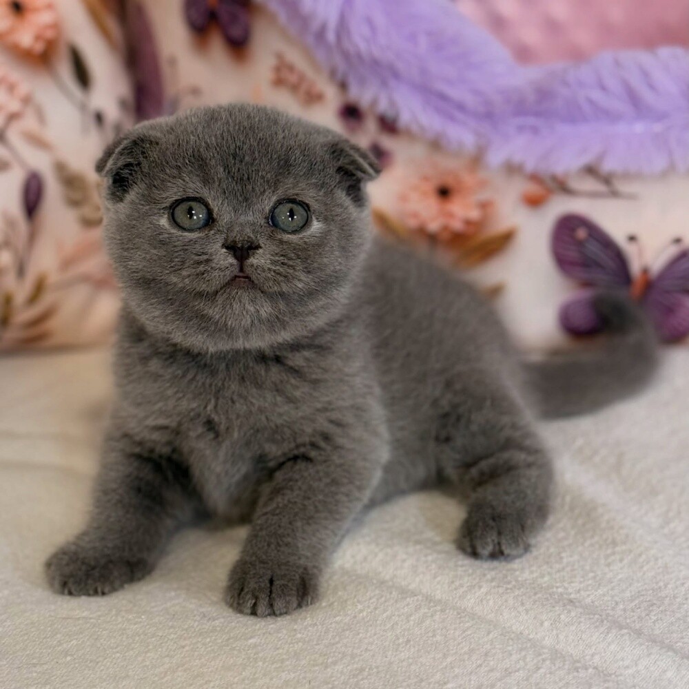 Scottish Fold kitten. - 1