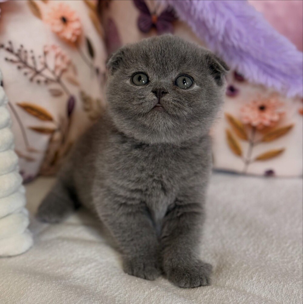 Scottish Fold kitten. - 3
