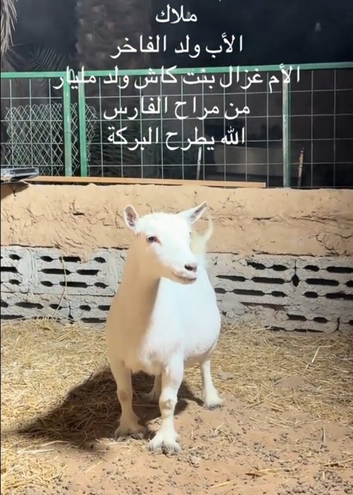 المعز قزم أمريكي أجم صنف أبيض برص - 2