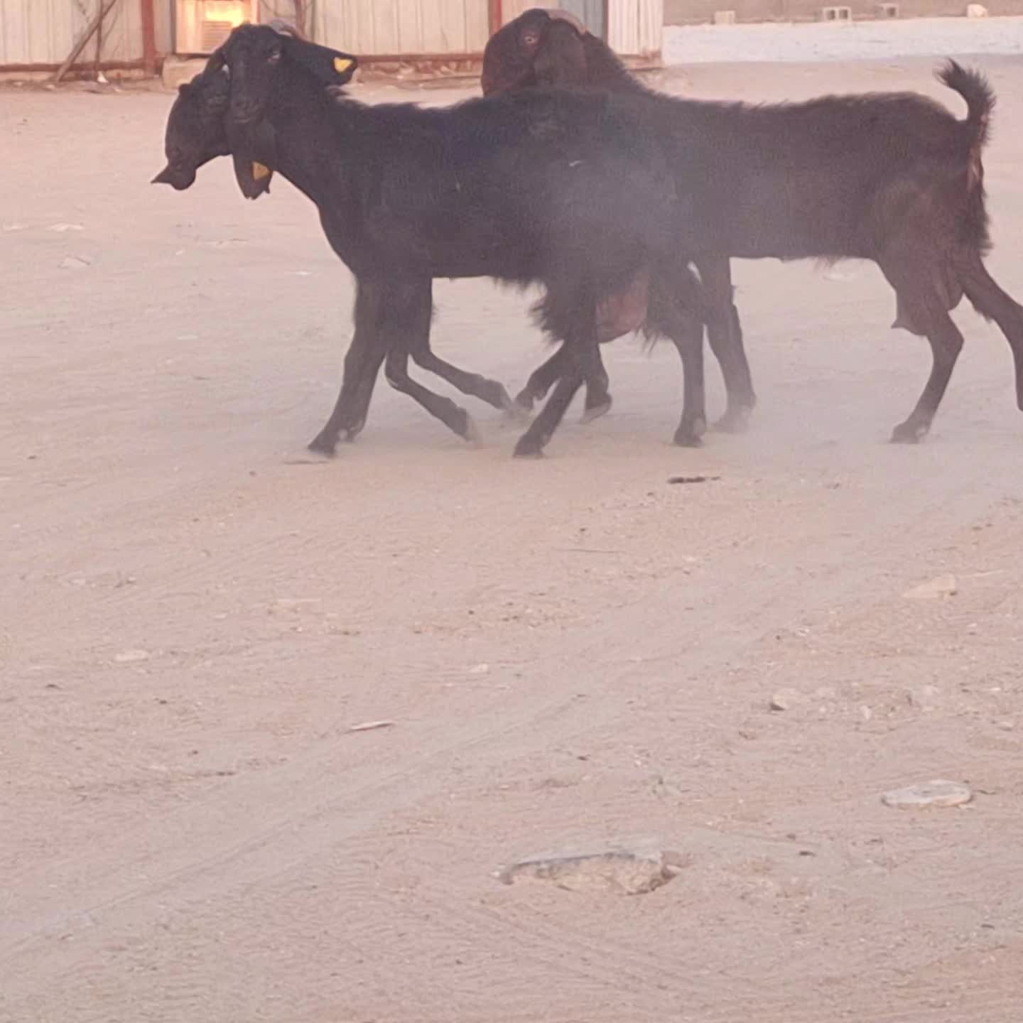 للبيع معزة قبرصيات حليب شرط طيب - 1