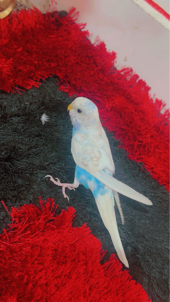 Albadji baby - 2