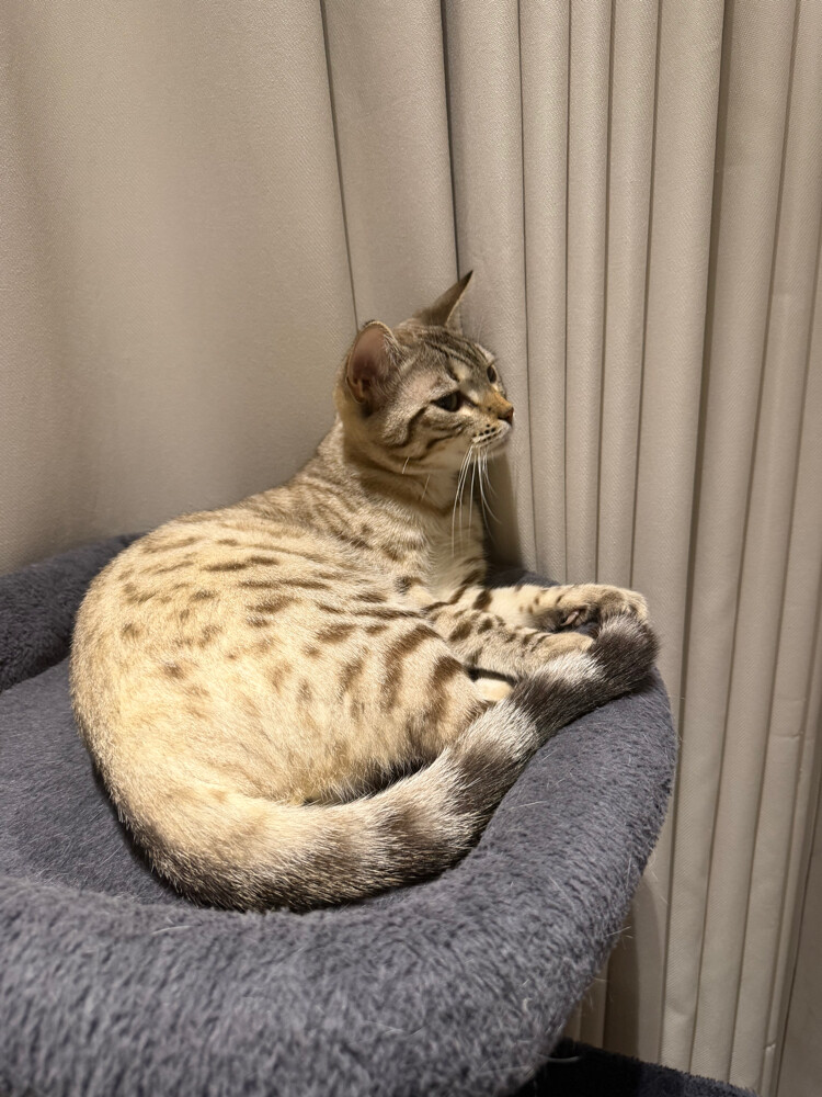 Snow Lynx Bengal & White Scottish  - 5