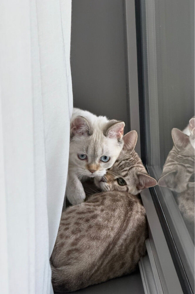 Snow Lynx Bengal & White Scottish  - 1
